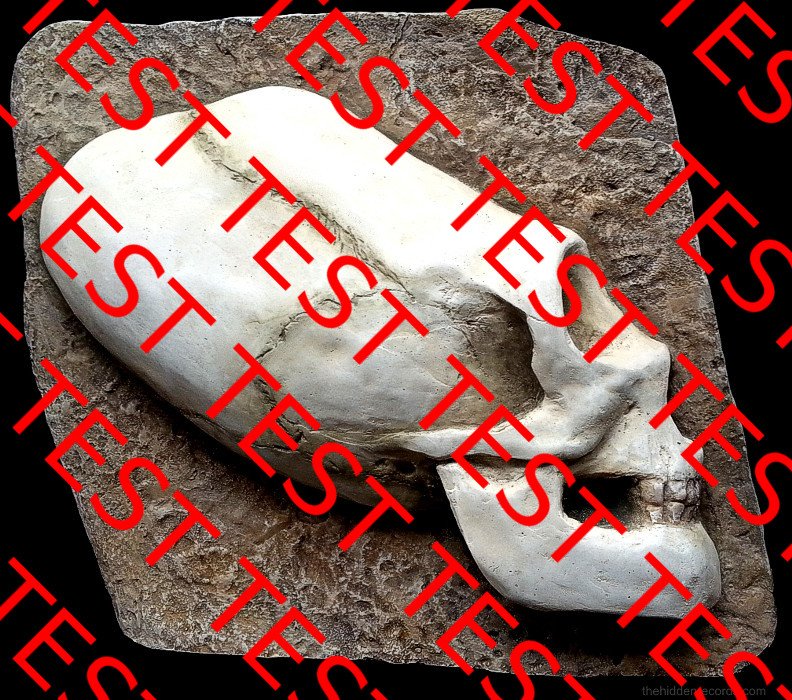 Paracas Life Size Elongated Skull Replica