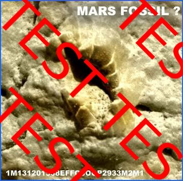 Martian fossil?
